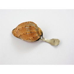 Shell mounted silver caddy spoon by Matthew Linwood