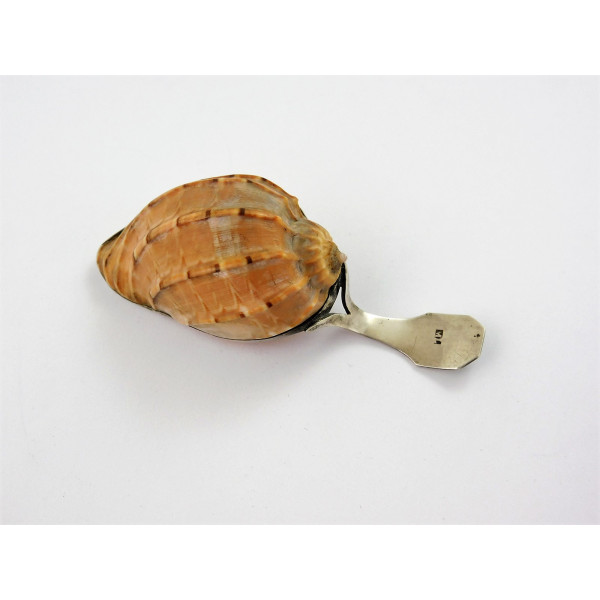 Shell mounted silver caddy spoon by Matthew Linwood
